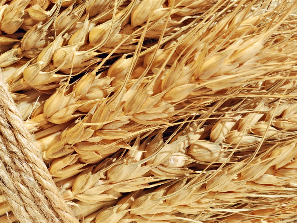 Wheat wallpaper (1) #15 - 1024x768