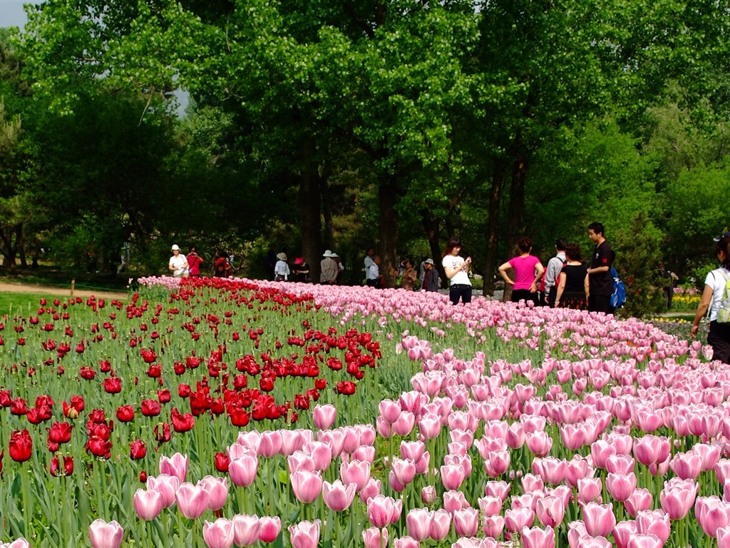 初夏的香山植物園 (螺紋鋼作品) #2 - 1024x768