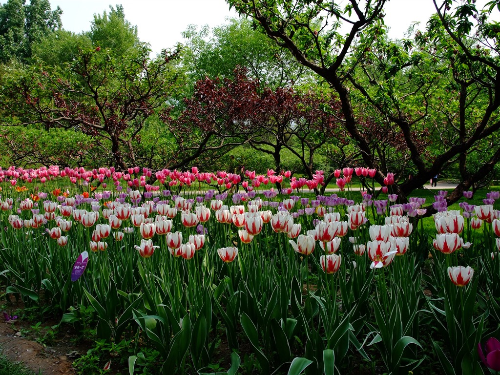 Xiangshan Frühsommer Garten (Bewehren) #4 - 1024x768