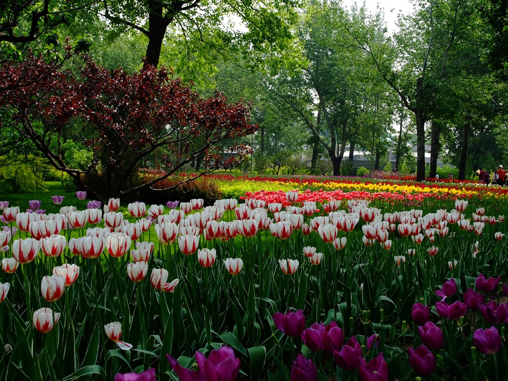 Xiangshan jardín principios del verano (obras barras de refuerzo) #6 - 1024x768