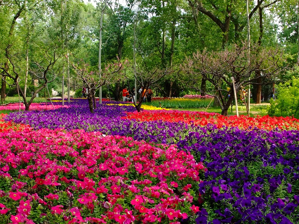 Xiangshan jardín principios del verano (obras barras de refuerzo) #9 - 1024x768
