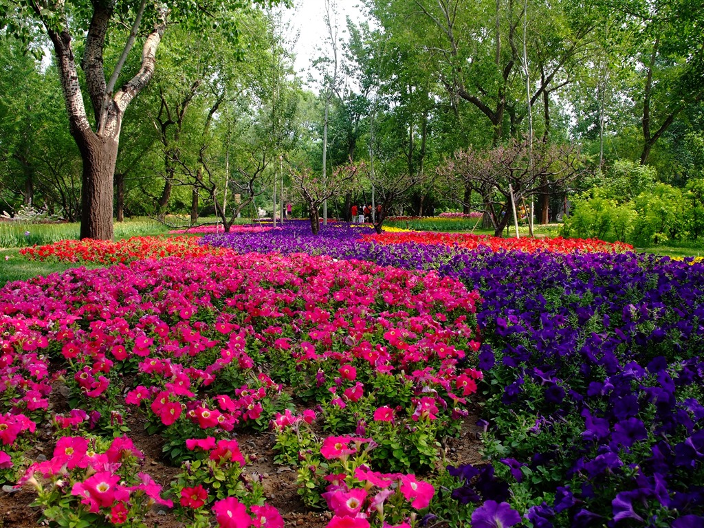 Xiangshan jardín principios del verano (obras barras de refuerzo) #10 - 1024x768