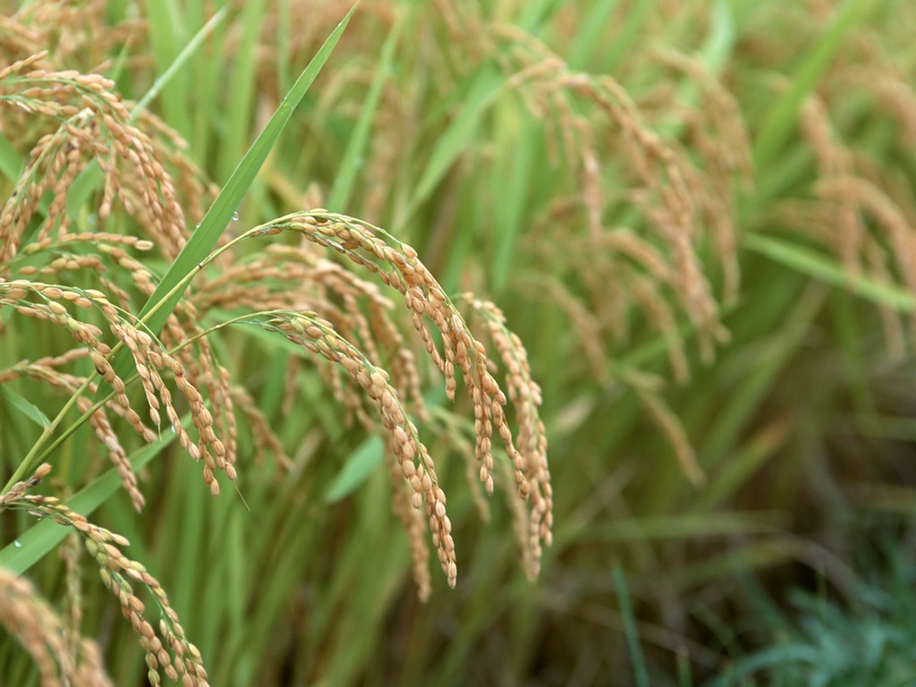 The wheat field wallpaper (1) #5 - 1024x768