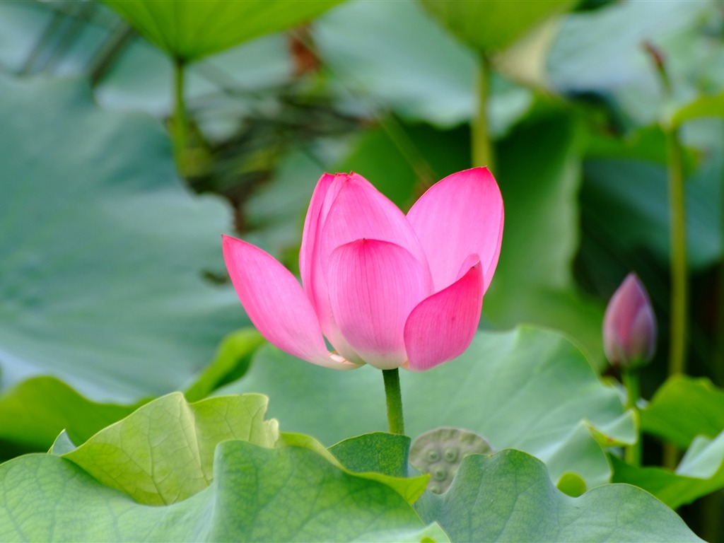 Rose Garden de la Lotus (œuvres des barres d'armature) #1 - 1024x768