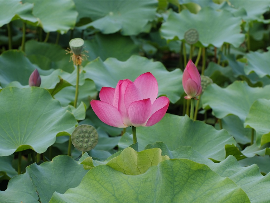 Rose Garden de la Lotus (œuvres des barres d'armature) #2 - 1024x768