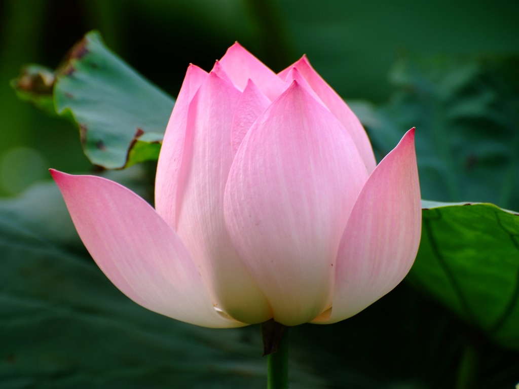 Rose Garden de la Lotus (œuvres des barres d'armature) #6 - 1024x768