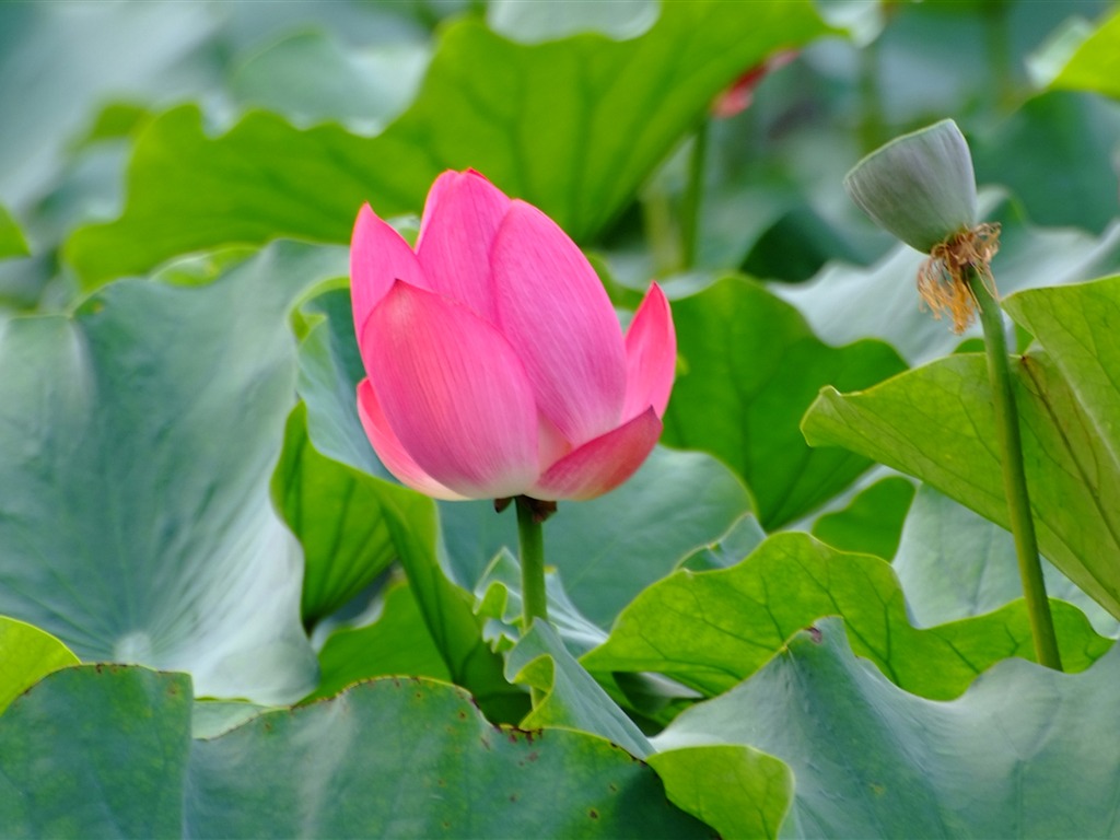 Rose Garden de la Lotus (œuvres des barres d'armature) #7 - 1024x768