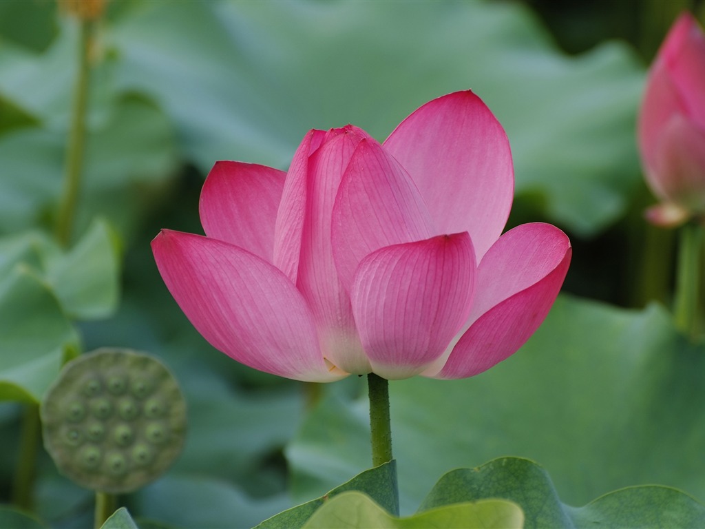 Rose Garden de la Lotus (œuvres des barres d'armature) #8 - 1024x768