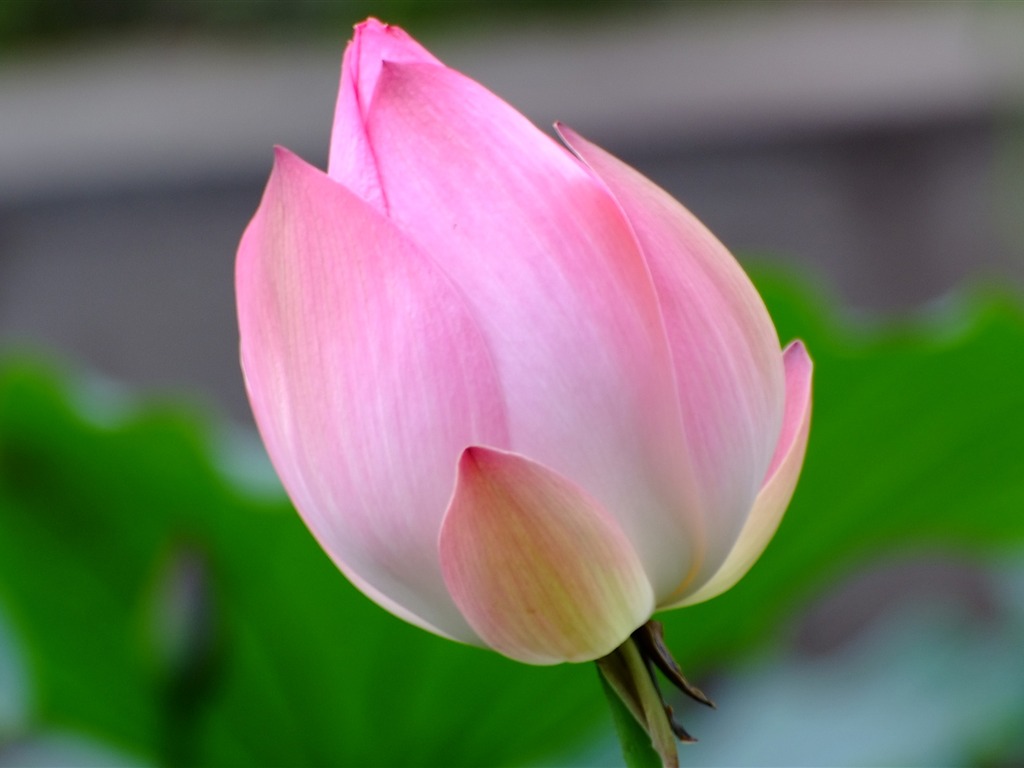 Rose Garden de la Lotus (œuvres des barres d'armature) #9 - 1024x768