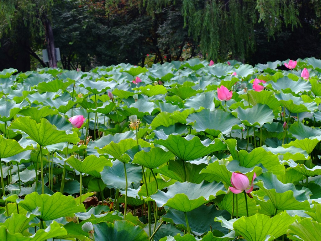 Rose Garden de la Lotus (œuvres des barres d'armature) #10 - 1024x768