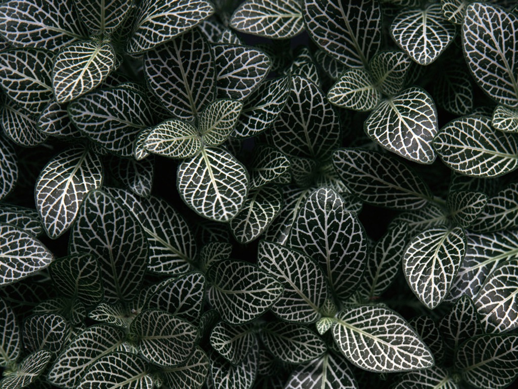 1680 fleurs vertes feuilles fond d'écran (3) #3 - 1024x768