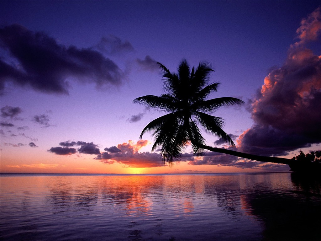 Fond d'écran Palm arbre coucher de soleil (1) #4 - 1024x768