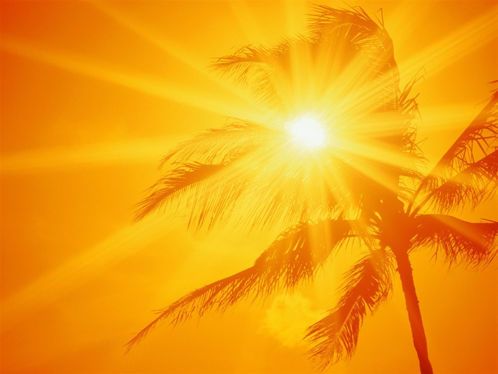 Palma západ slunce tapety (1) #5 - 1024x768
