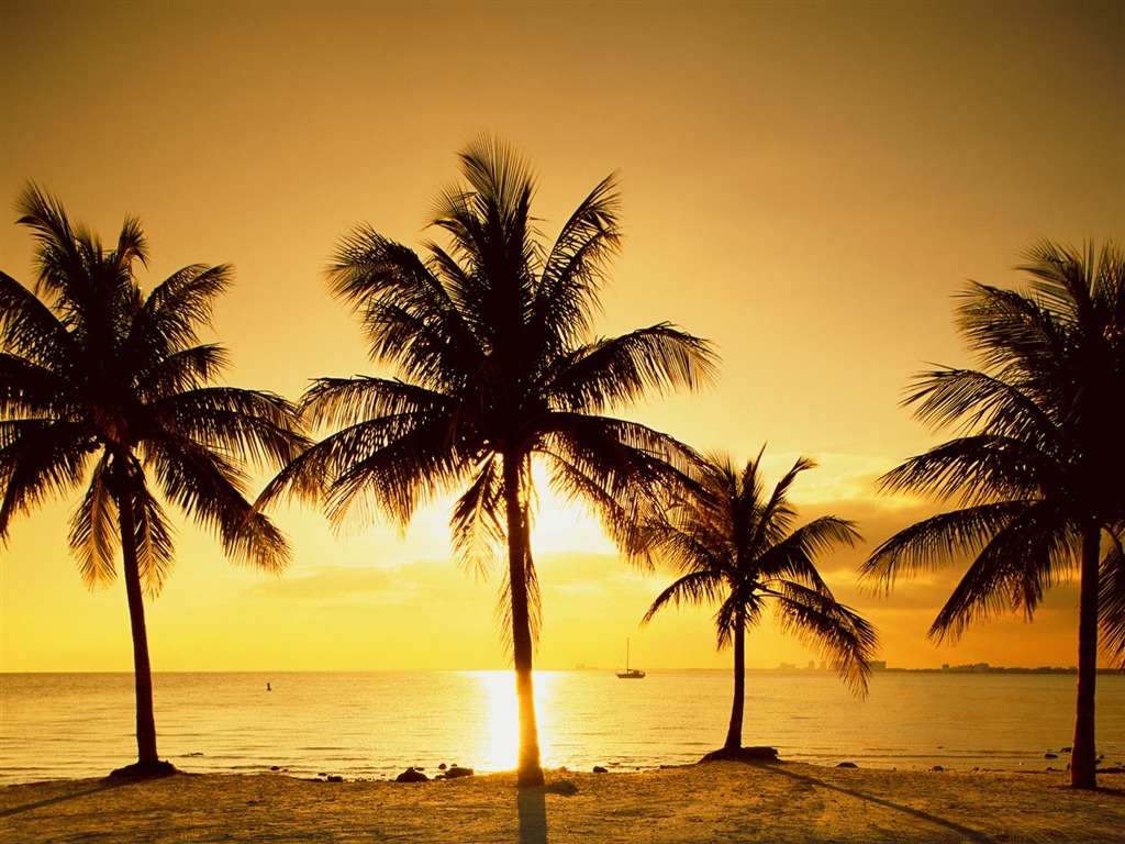 Fond d'écran Palm arbre coucher de soleil (1) #9 - 1024x768