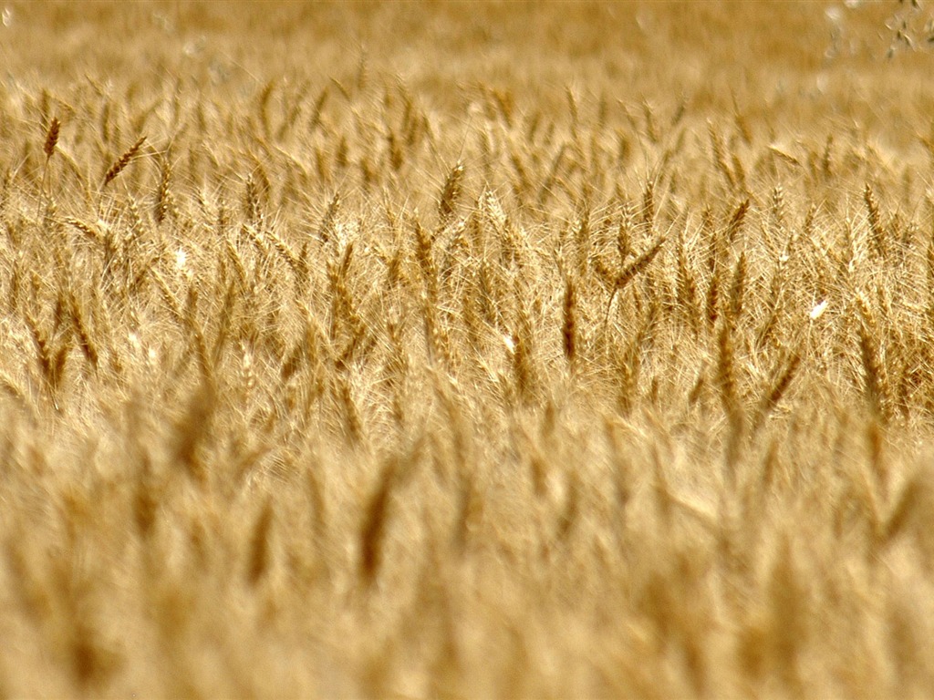 小麦の壁紙 (3) #18 - 1024x768