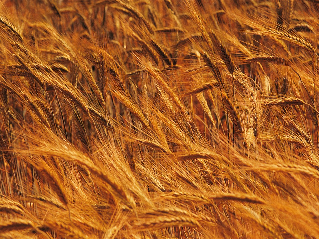 小麦の壁紙 (4) #4 - 1024x768