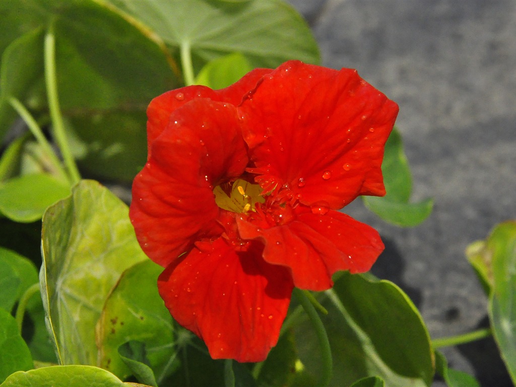 Revelar fragantes flores (antigua Kang funciona bien) #3 - 1024x768