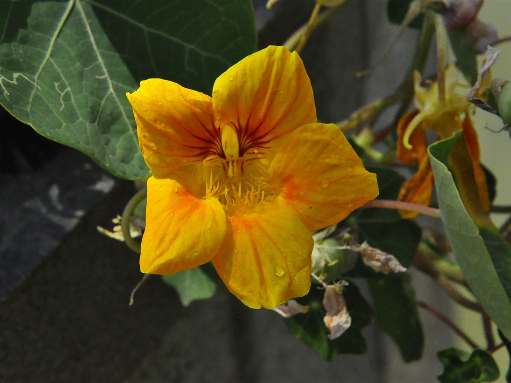 Revelar fragantes flores (antigua Kang funciona bien) #8 - 1024x768