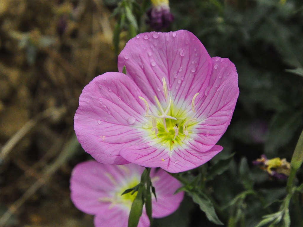 Reveal fragrant flowers (old Kang OK works) #24 - 1024x768