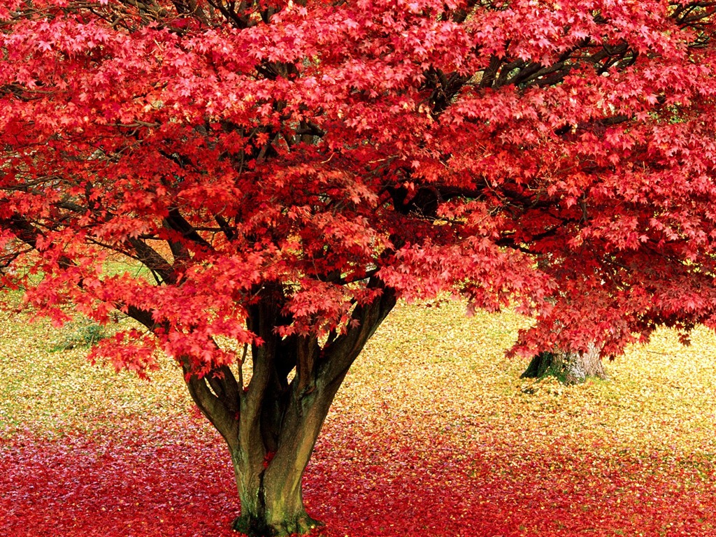 Planter des arbres fonds d'écran (3) #1 - 1024x768