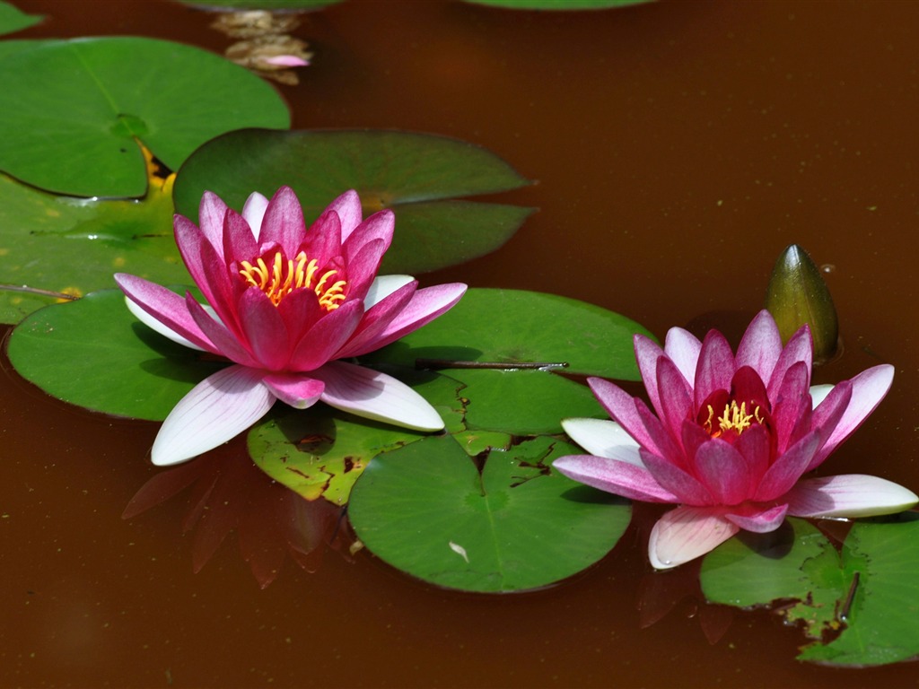 Flower close-up (Old Hong OK works) #4 - 1024x768