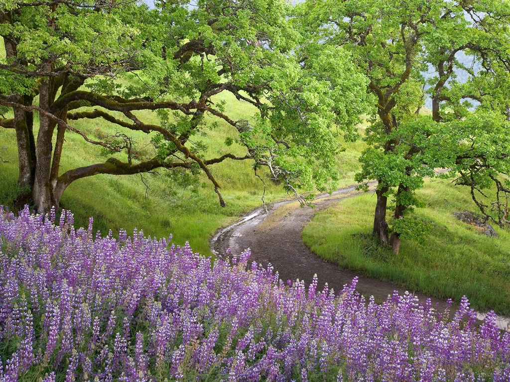 Planter des arbres fonds d'écran (4) #19 - 1024x768