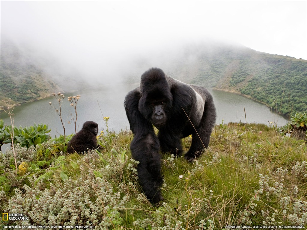 National Geographic Tier Wallpaper Album (1) #2 - 1024x768