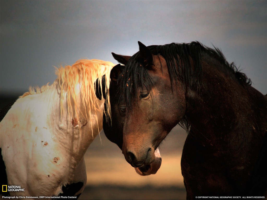 National Geographic животных обои альбом (1) #3 - 1024x768