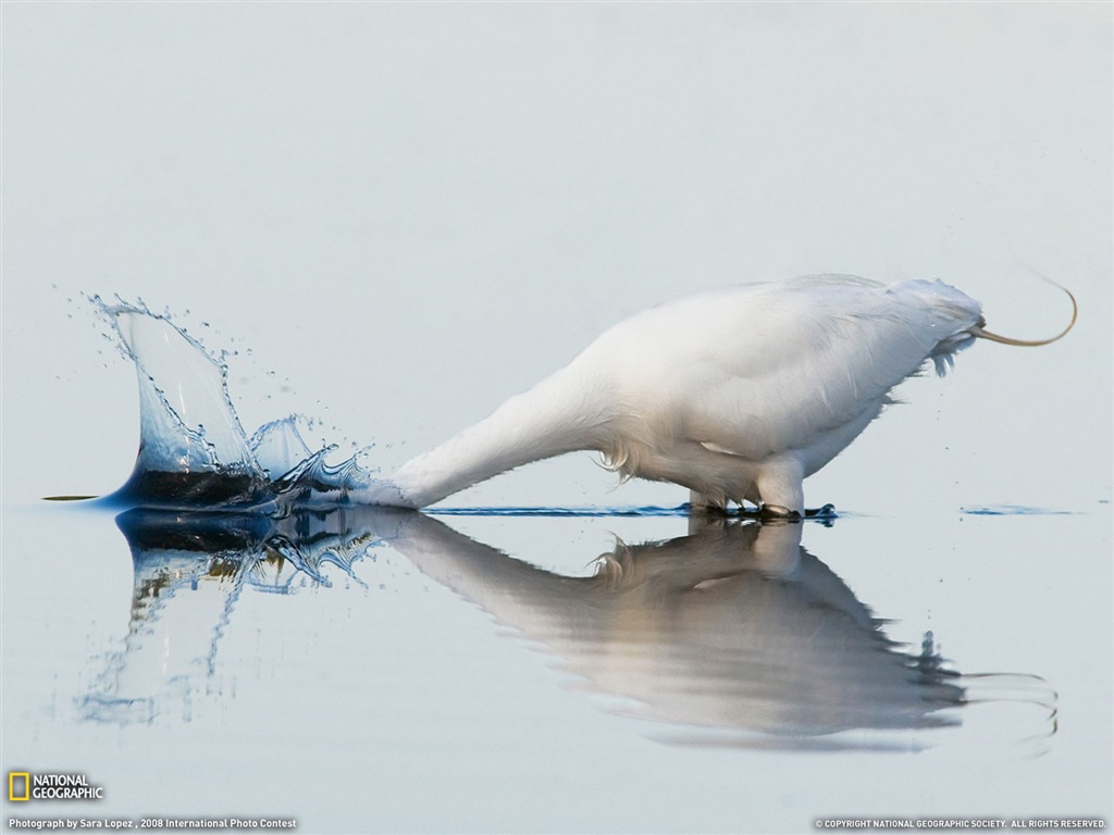 National Geographic животных обои альбом (1) #17 - 1024x768