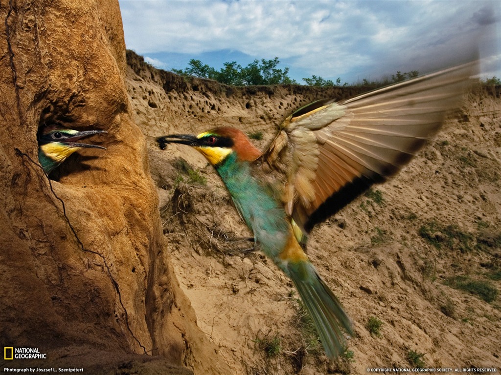 National Geographic animal wallpaper album (3) #16 - 1024x768