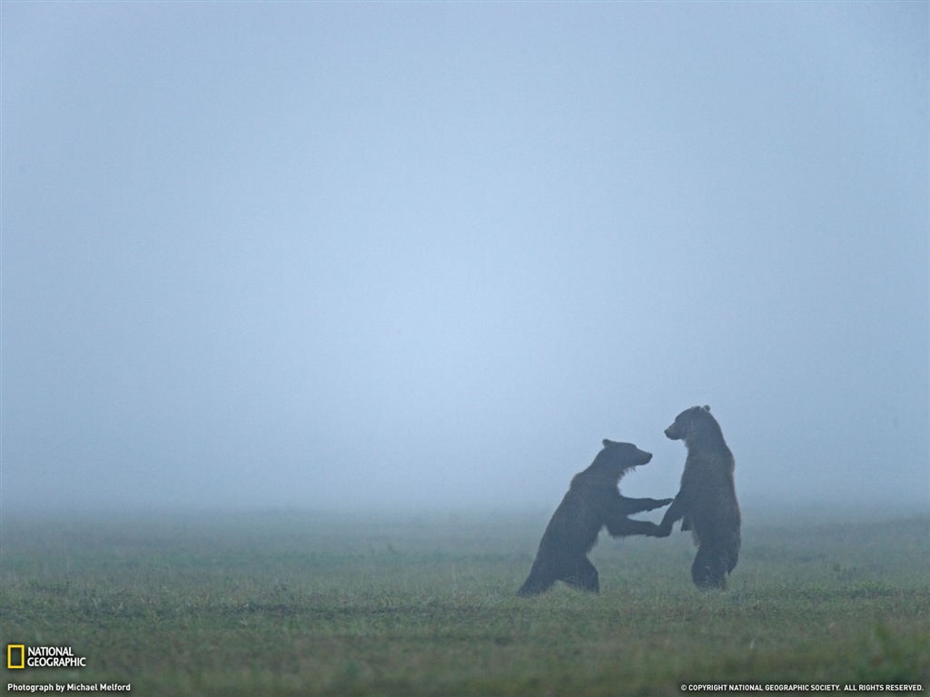 National Geographic zvířecí tapety album (3) #17 - 1024x768