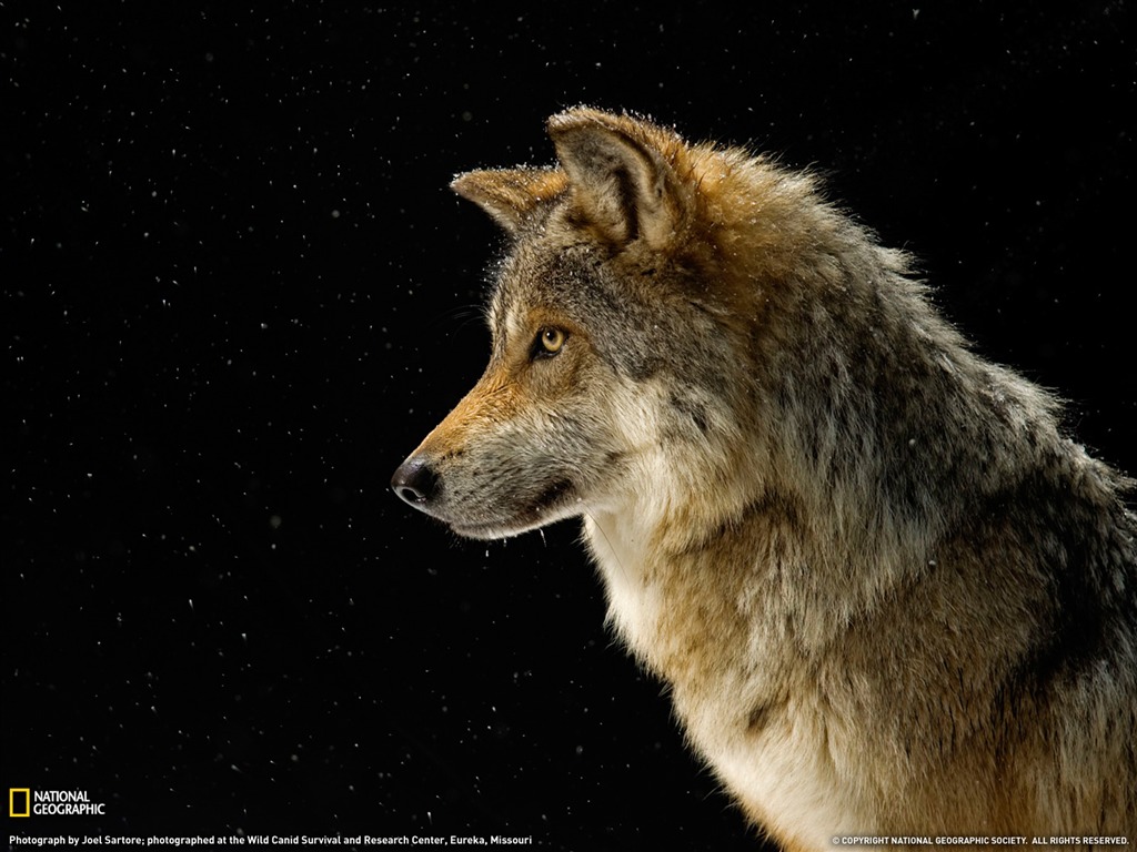 National Geographic Tier Wallpaper Album (4) #2 - 1024x768