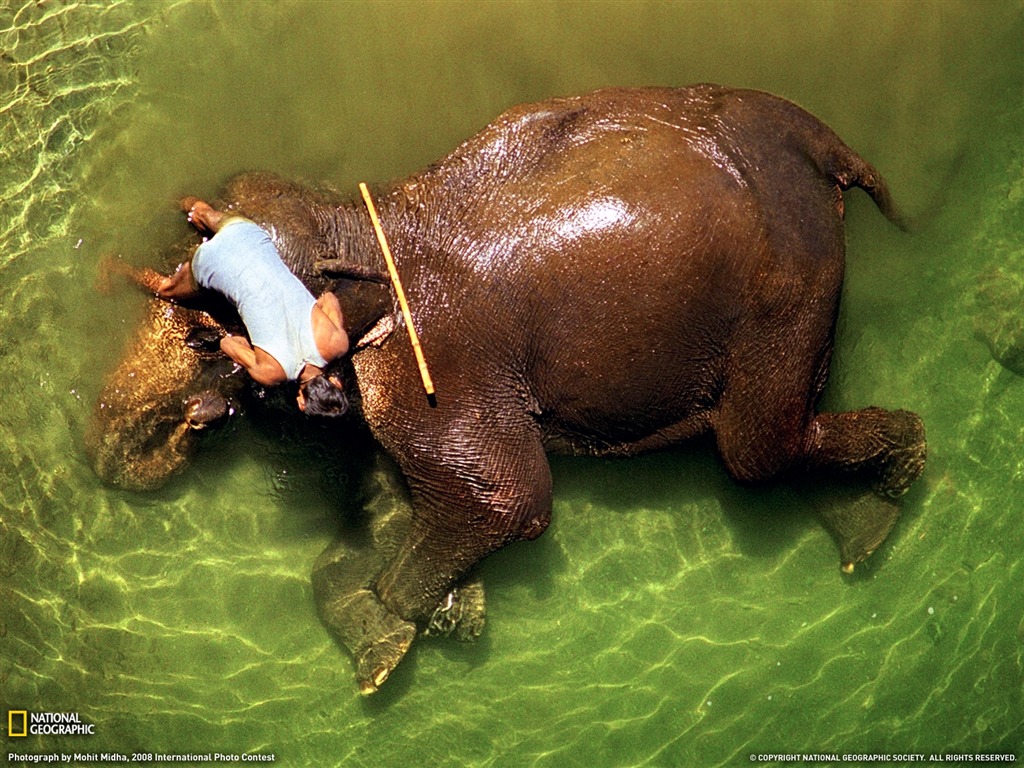 National Geographic Tier Wallpaper Album (4) #8 - 1024x768