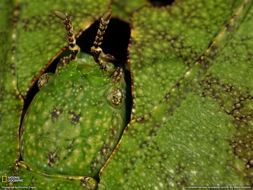 National Geographic zvířecí tapety album (4) #20 - 1024x768