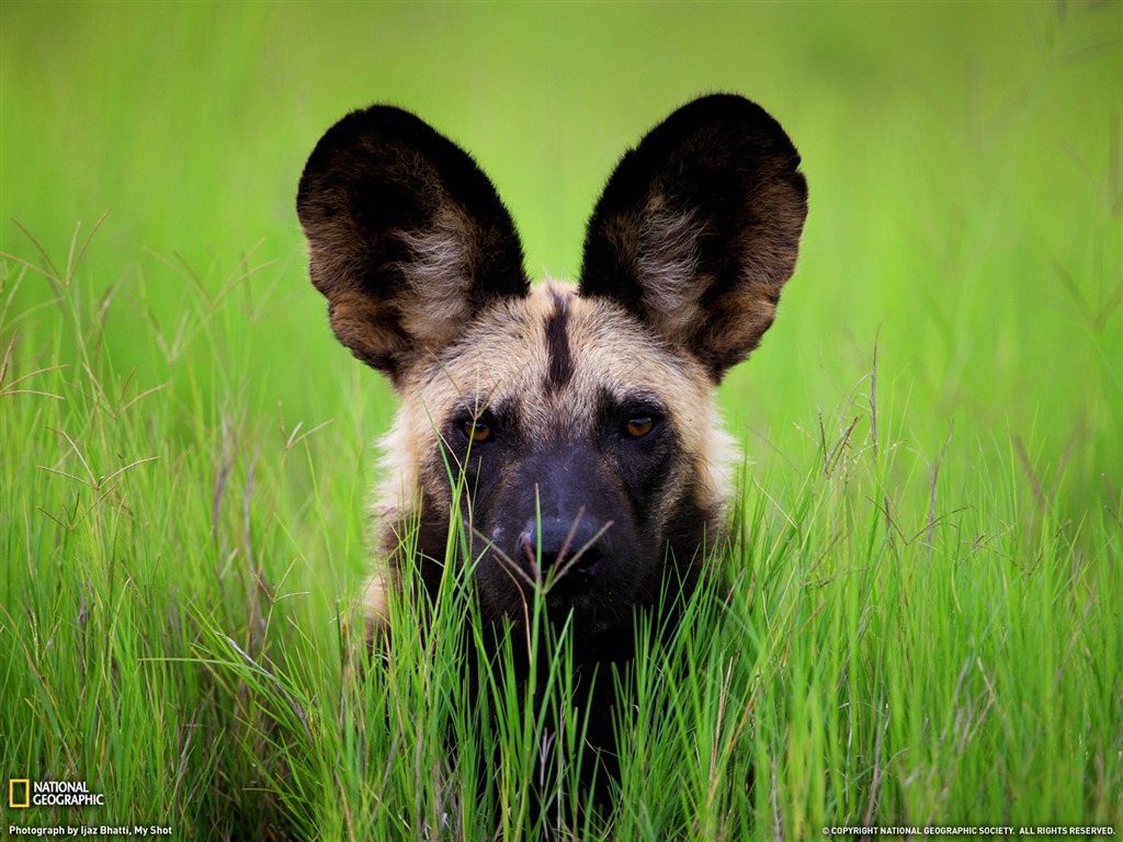 Nacional Geographic animales fondos de escritorio de disco (5) #9 - 1024x768