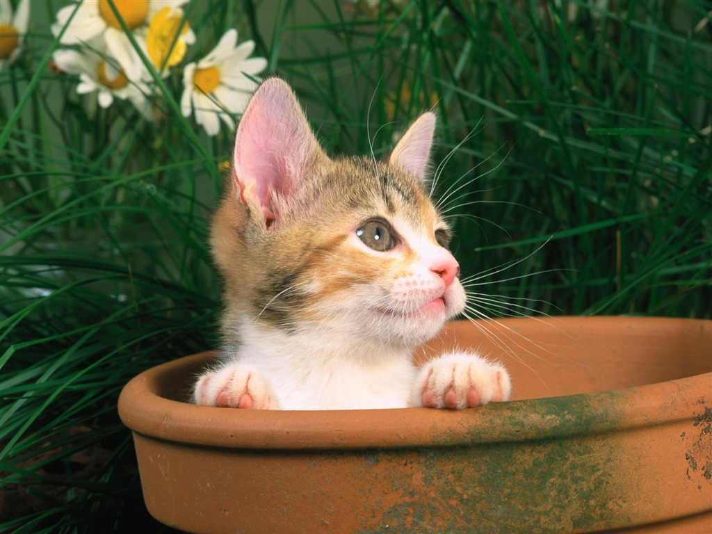 Pet Collection Wallpapers (1) #3 - 1024x768