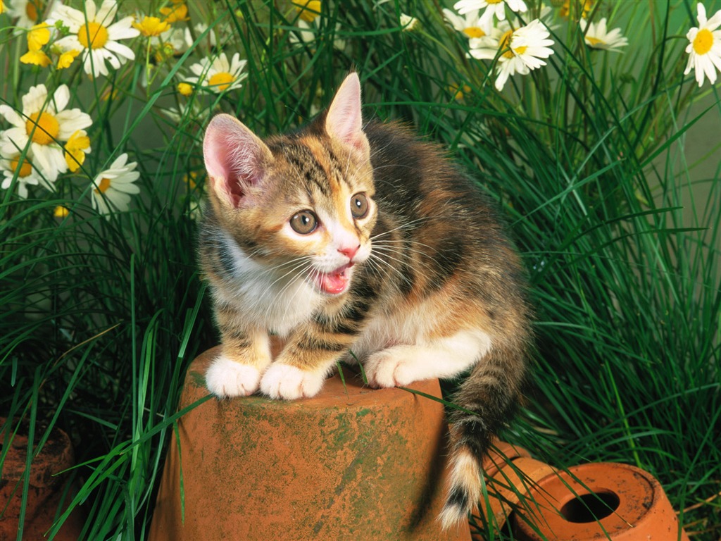 Pet Collection Wallpapers (1) #9 - 1024x768