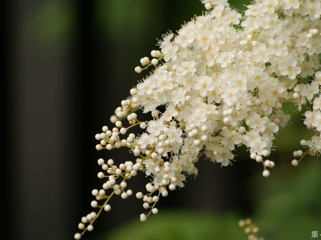 fleurs fond d'écran Widescreen close-up (11) #10 - 1024x768