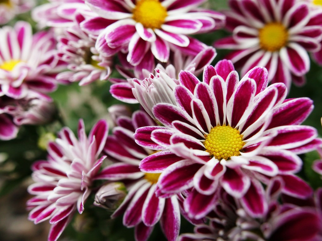 Širokoúhlý tapety květiny close-up (11) #12 - 1024x768