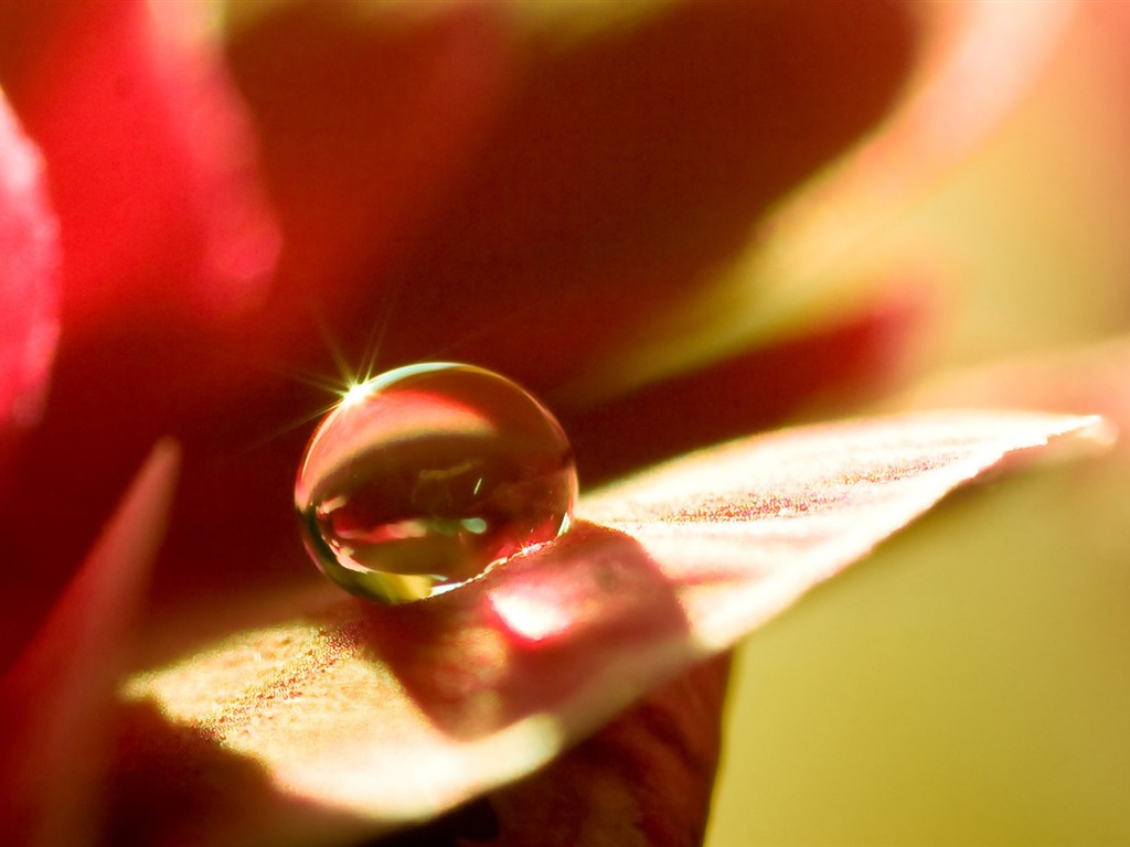 HD wallpaper flowers and drops of water #3 - 1024x768