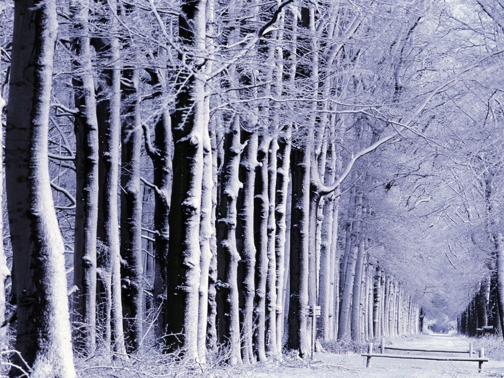 Snow Widescreen-Wallpaper (1) #18 - 1024x768