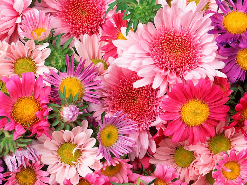 Widescreen wallpaper flowers close-up (12) #1 - 1024x768