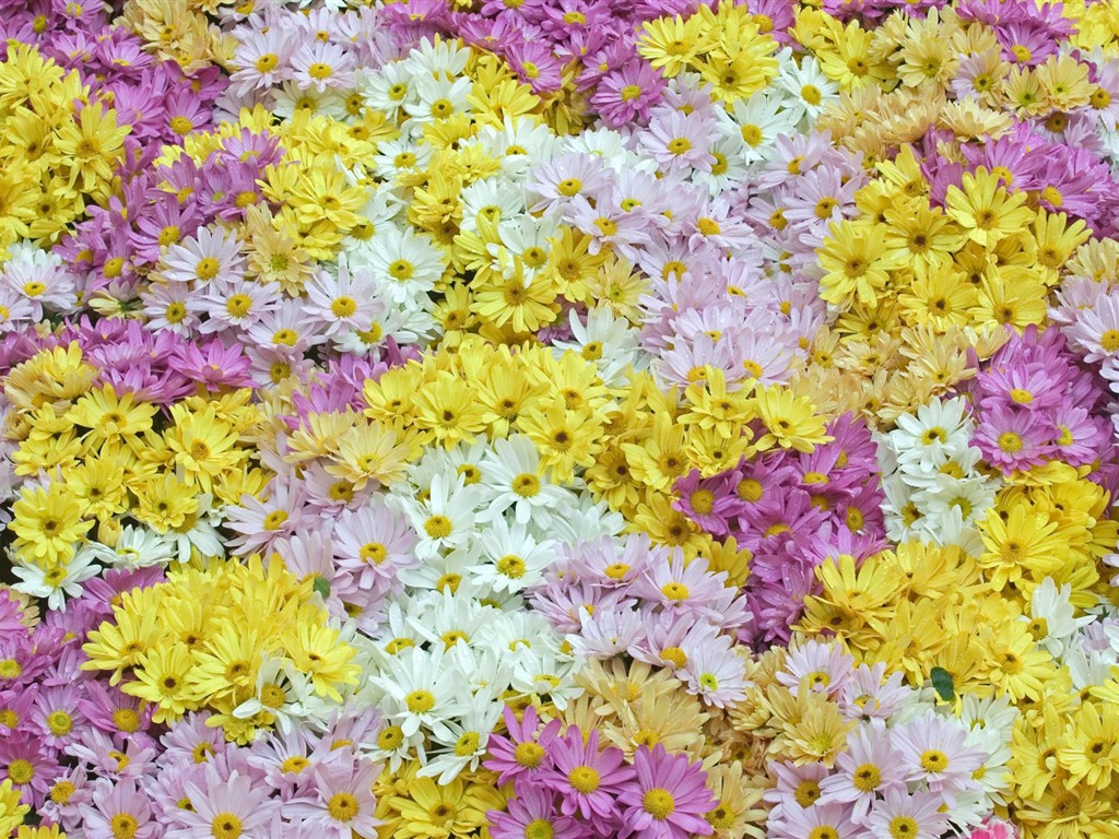 fleurs fond d'écran Widescreen close-up (12) #6 - 1024x768