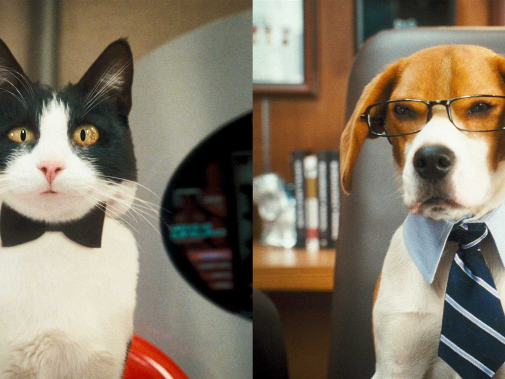 猫と犬：キティ豊富HDの壁紙の復讐 #1 - 1024x768