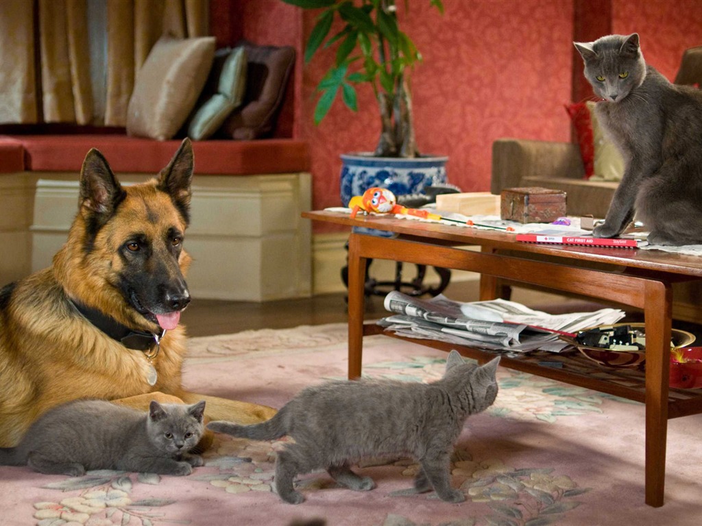 猫と犬：キティ豊富HDの壁紙の復讐 #19 - 1024x768