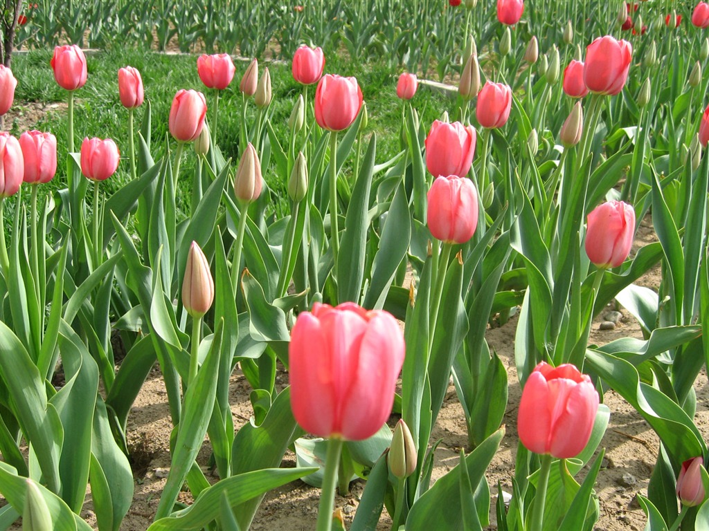 Tulip wallpaper album (3) #6 - 1024x768