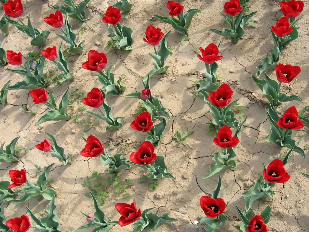 Tulip wallpaper album (3) #7 - 1024x768
