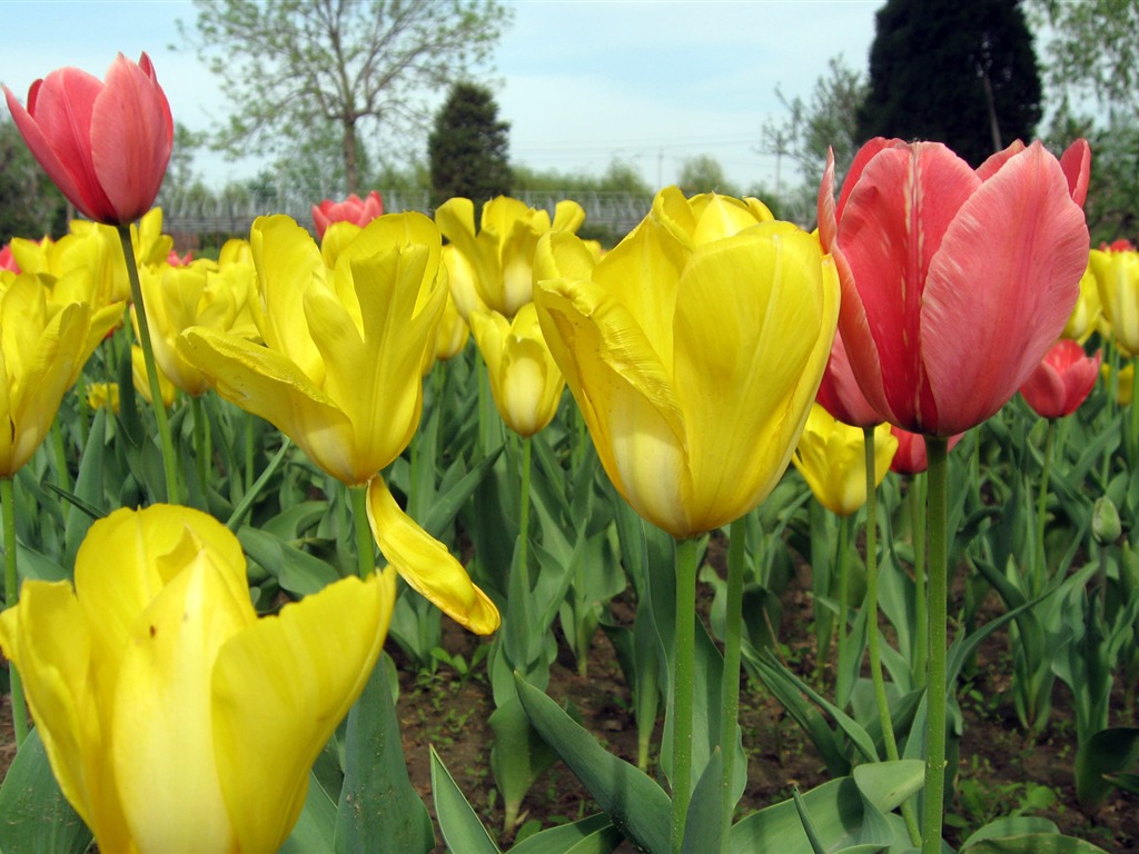 Fond d'écran album Tulip (3) #17 - 1024x768