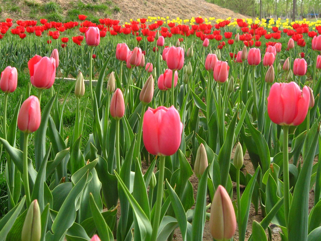 Tulip álbum de fondo de pantalla (6) #8 - 1024x768