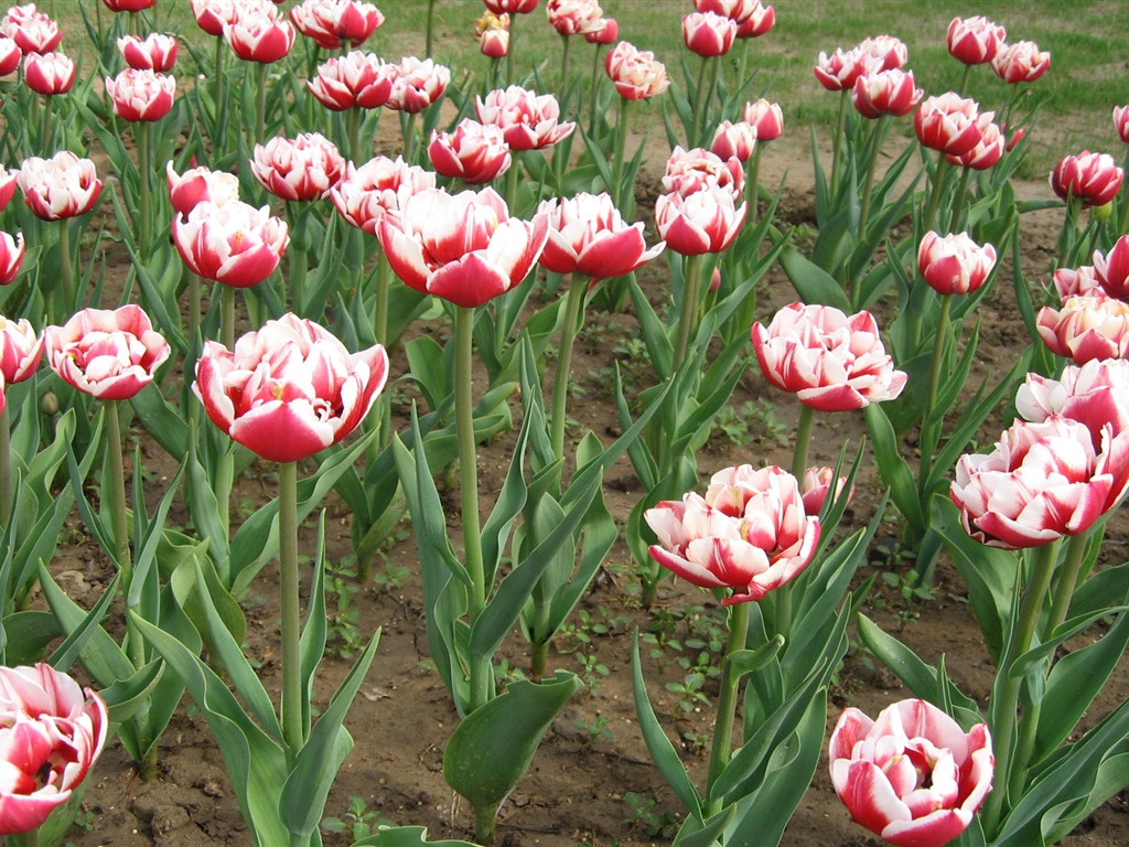 Tulip álbum de fondo de pantalla (6) #14 - 1024x768